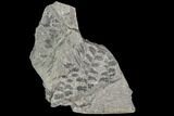 Carboniferous Fossil Ferns (Sphenopteris) - Poland #111661-1